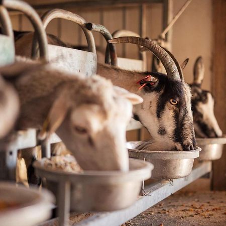 Bed&Breakfast Agroturizam Antunovic Kuna Pelješka Εξωτερικό φωτογραφία