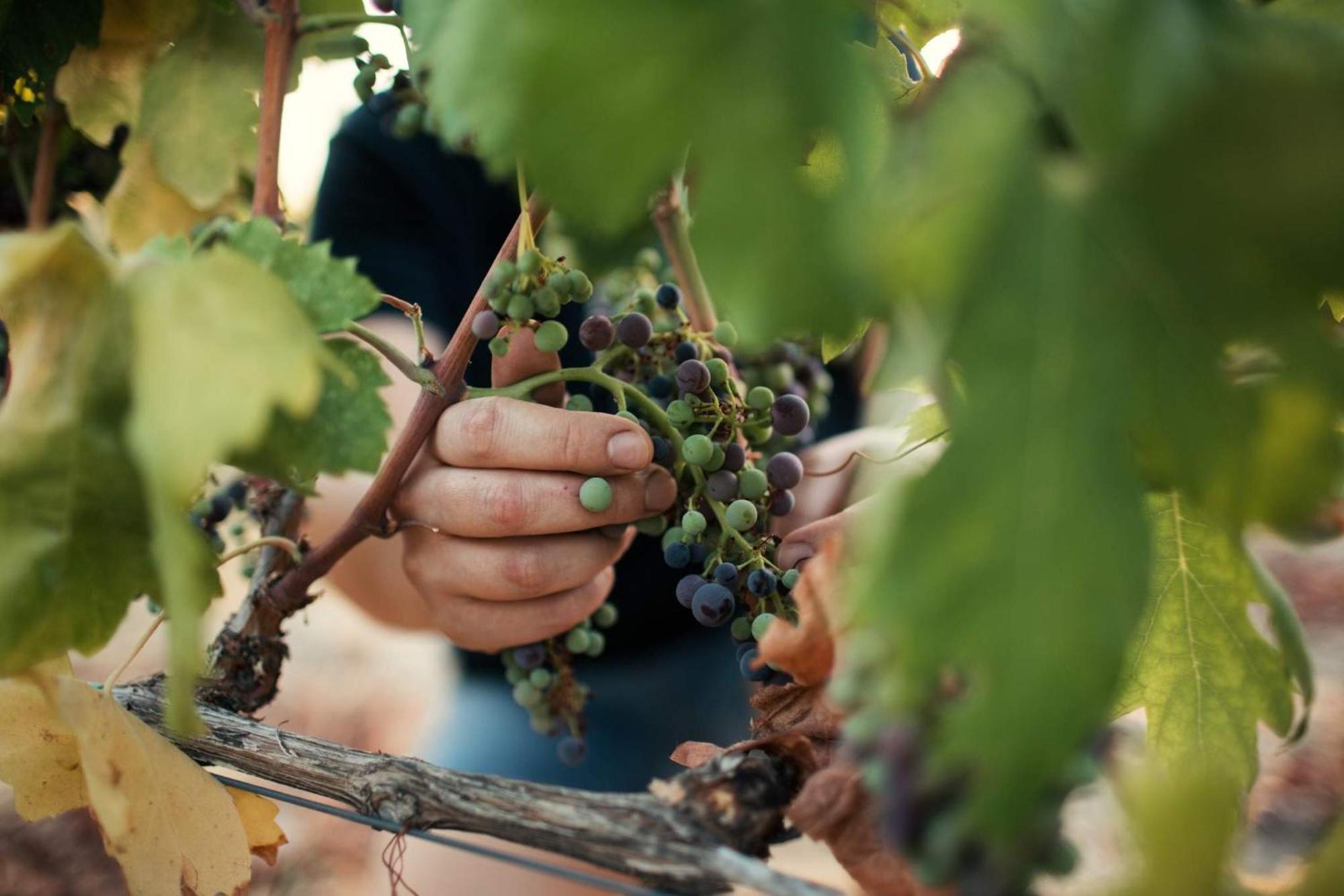 Bed&Breakfast Agroturizam Antunovic Kuna Pelješka Εξωτερικό φωτογραφία