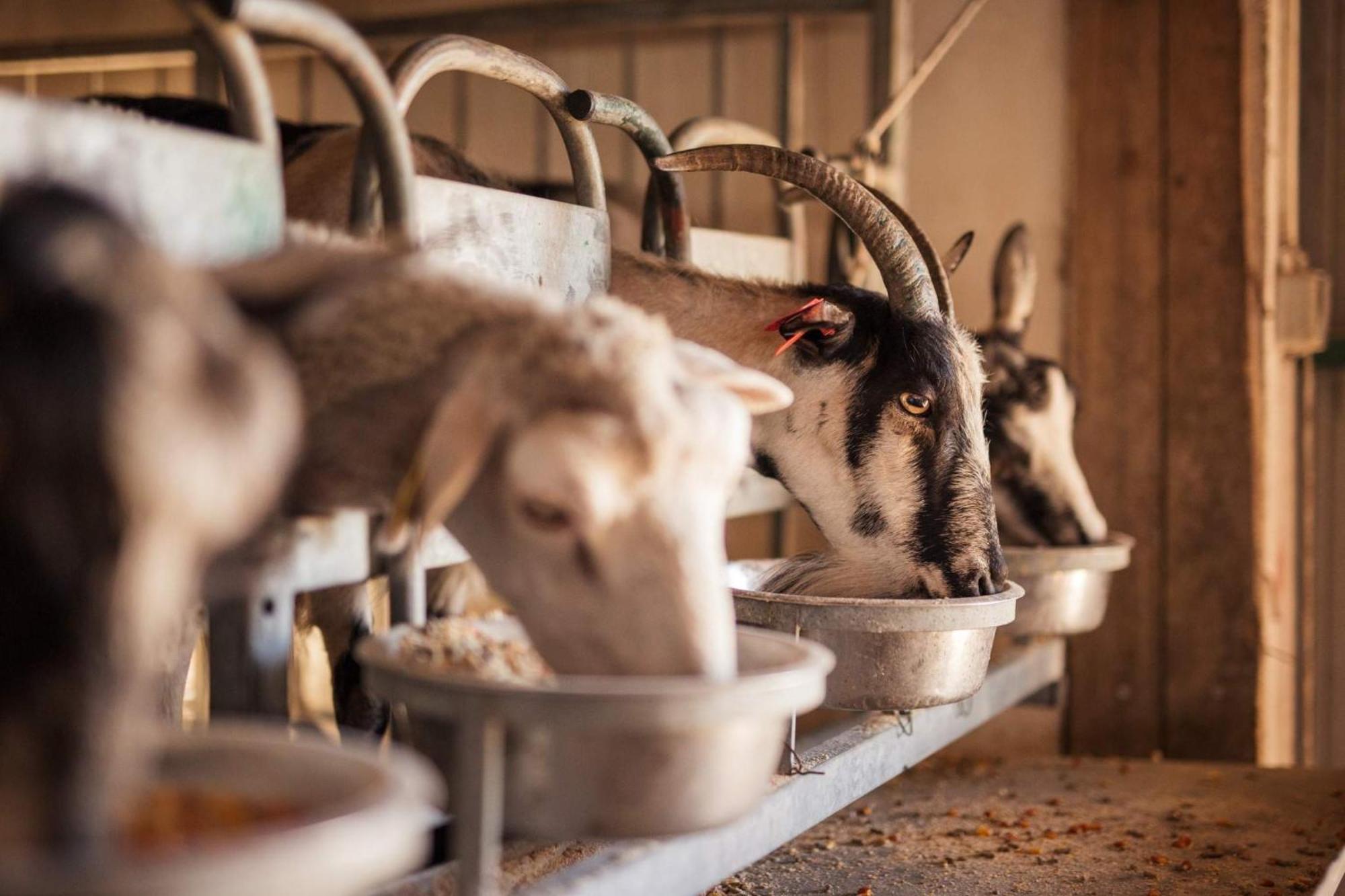 Bed&Breakfast Agroturizam Antunovic Kuna Pelješka Εξωτερικό φωτογραφία